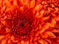 Прикрепленное изображение: Chrysanthemum.jpg