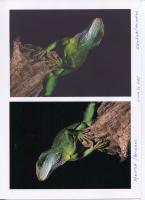 Прикрепленное изображение: G2100. Plain & Matte paper printing.jpg