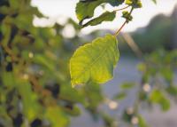 Прикрепленное изображение: EPSON_L800+WWM_E82_EPSON_UltraGlossy300_PG255_D50__13x18_ABBY_FineReader11_1200_dpi_small.jpg