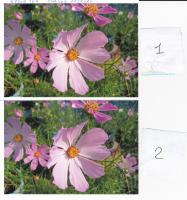 Прикрепленное изображение: EPSON_Matte167+E80_17-10_cvetok_small.jpg
